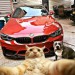 BMW se zvířátky